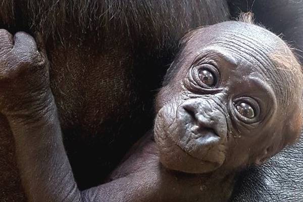The gorilla is a Miss - Dublin zoo reveals gender of baby primate