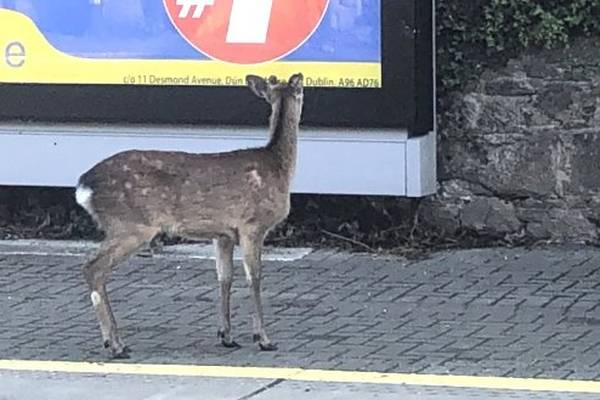 Oh! A deer, a southside deer - stray animal seen in Dublin may be household pet