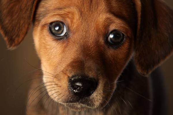 Those puppy dog eyes you can’t resist? They’re just doing their job