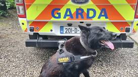 Garda dog Laser to retire to life of chewing bones and tennis balls after distinguished career