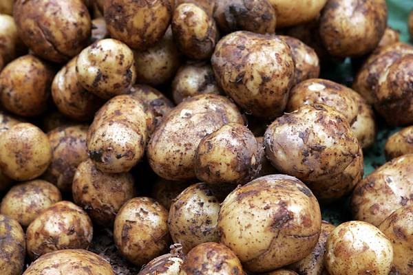 Irish potato supplier signs €62.5m deal with Tesco