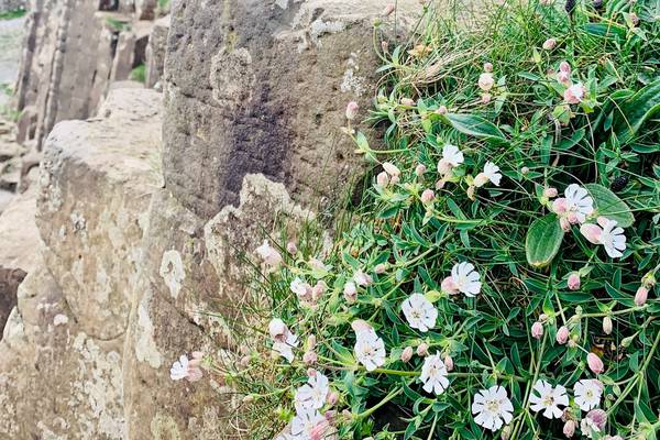 Lockdown gives nature a chance to flourish at the Giant’s Causeway