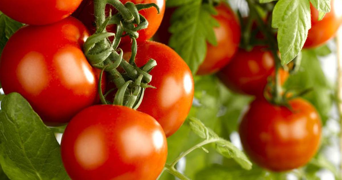 Любят ли томаты. Поле помидоров. Поля томатов в Италии. Томат красный с зеленой крышей.