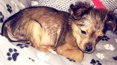Tests continuing to see if Sparky the puppy was put in microwave, court hears