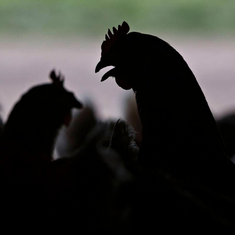 Is bird flu close to causing the next global infectious disease pandemic?