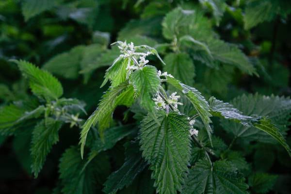 Natural liquid nettle feed is superb for keeping your plants healthy – it just smells terrible 