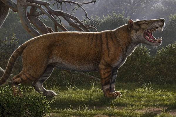 Fossil of carnivore with teeth the size of bananas discovered