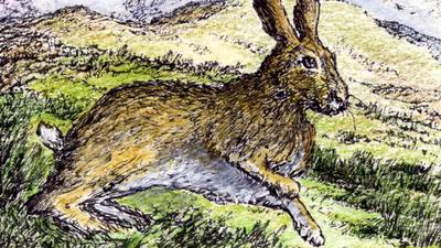 Another Life: Brown hares move in on Ireland’s sweet grasslands
