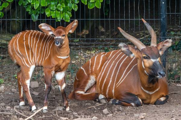 ‘The pitter patter of bongo hooves’: baby antelopes born in Belfast Zoo