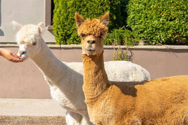 Mow the lawn? Not when you’ve an alpaca handy