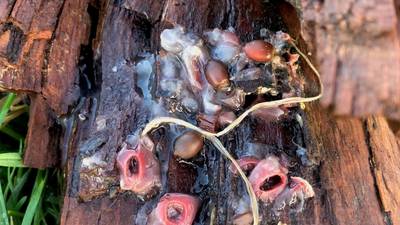 What is this growing on a rotting log in Phoenix Park? Readers’ nature queries