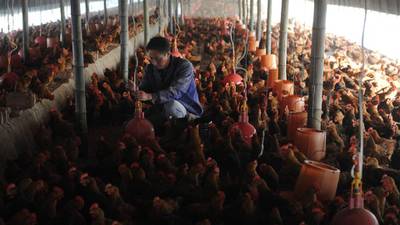 Human-to-human bird flu link under scrutiny in China