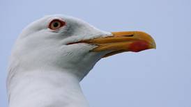 Swimmer in Kerry seeks medical aid after seagull attack