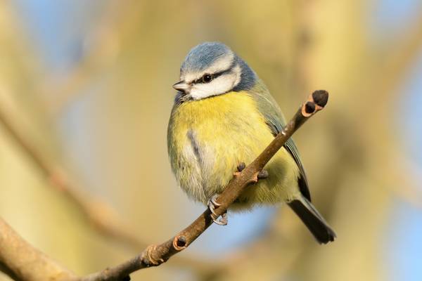 The big bird census: It’s that time of year to keep an eye on the garden