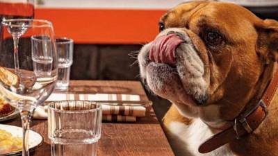 The best dog-friendly cafes, bars and restaurants in Ireland