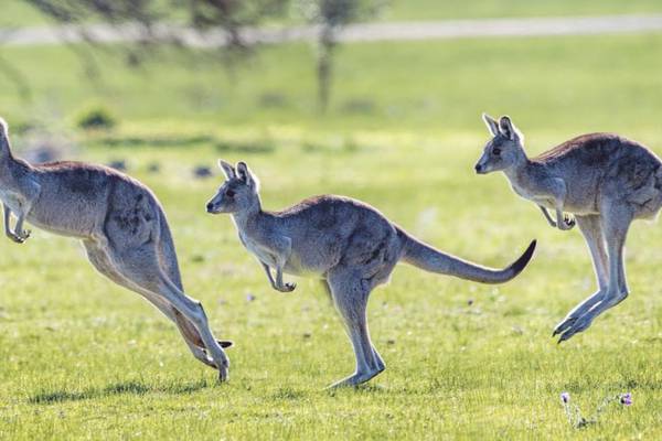 Driver allegedly kills 20 kangaroos and joeys in ‘acts of animal cruelty’