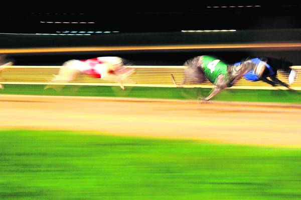 Champion greyhound tests positive for cocaine-like substance