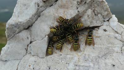 Why are these wasps gathering on top of mountains? Readers’ nature queries