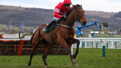 Laurina’s Champion Hurdle preparations to continue at Punchestown