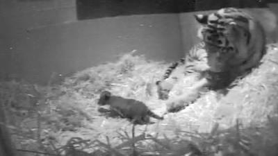 Video: First tiger cub born at London Zoo in 17 years