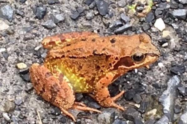 A frog in Sligo, hairy caterpillar in Kells and dead bat in Galway