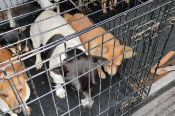 Over 30 dogs worth estimated total of €150,000 seized in north Dublin