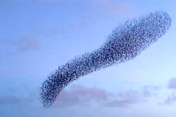 Crowds gather to watch starlings’ acrobatic display in west Cork