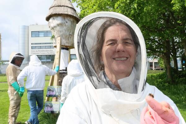 ‘Plan Bee’ urges citizen scientists to help monitor endangered wild native Irish honeybee colonies