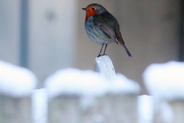 Nature Diary: Robin associated with winter cheer