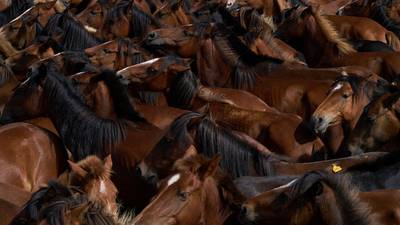 Galicia’s wild horse roundup runs headlong into modernity