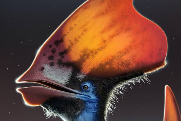 Irish-led pterosaur research solves ancient feather mystery