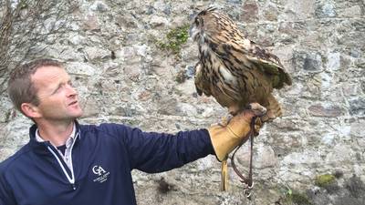 Can birds of prey solve Ireland’s ‘huge’ pest problem?