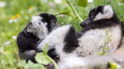 Two critically endangered lemurs born at ‘delighted’ Fota Wildlife Park