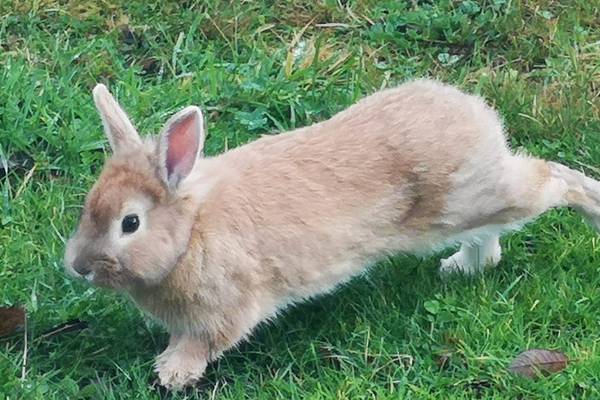 Bring back my bunny to me: Readers’ nature queries