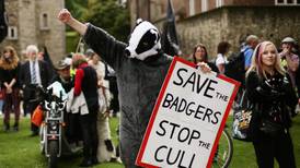 Badger controversy casts shadow over idyllic English countryside
