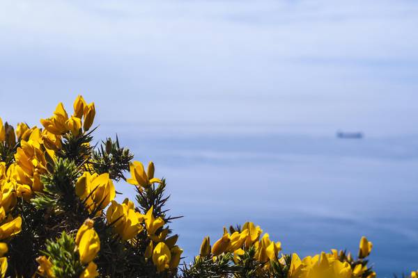 Nature Diary: gorse flowers