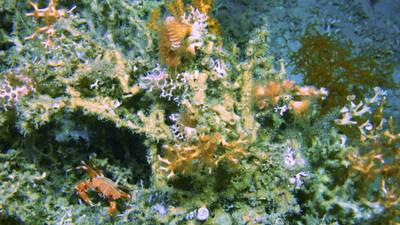 Irish scientists discover new coral habitat off Kerry coast