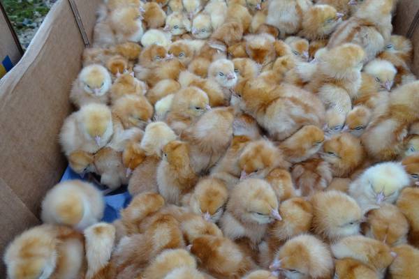 Around 1000 newly-hatched chicks found abandoned in field