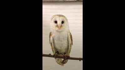 Owls seized amid suspicion of illegal sale on internet