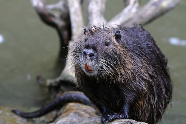Invasive rodent spotted along Dublin’s Royal Canal