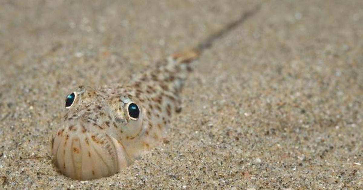 Warning to beach-goers over venomous weever fish hiding in the sand – The  Irish Times