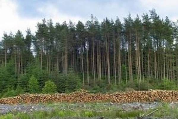 Review of how the State processes forestry planting applications announced