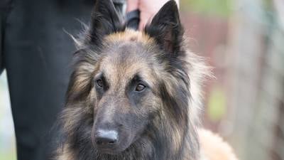 Girl sues council over alleged attack by Belgian Shepherd during playdate