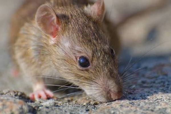 Direct provision residents in Sligo complain of ‘rat infestation’