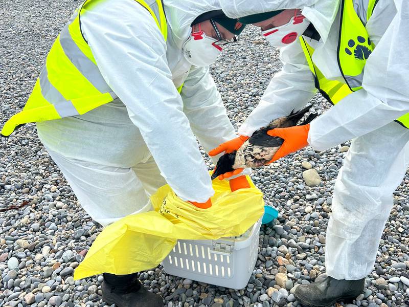 Several birds found dead following oil spill in Irish Sea between Dublin and Wexford