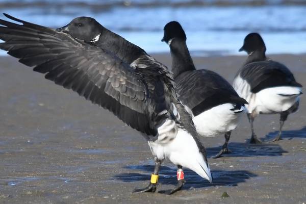 The goose that travels from Iceland to Ireland every year and red-tailed bees