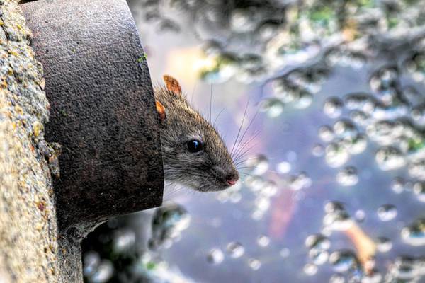 Council says summer brought city-wide rat infestation to Dublin