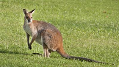 Dora goes exploring: Sanctuary owner appeals for help tracking missing wallaby