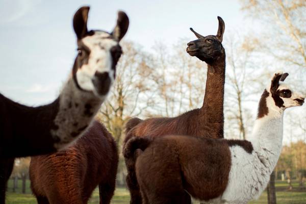 Why llamas could be key in the fight against Covid-19