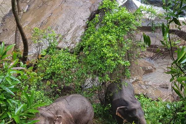 Six elephants die after falling into waterfall in Thailand